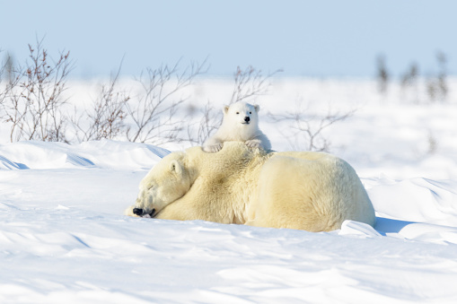 Polar bear mother (Ursus maritimus) ying down on tundra, with new born playing, Wapusk National Park, Manitoba, Canada