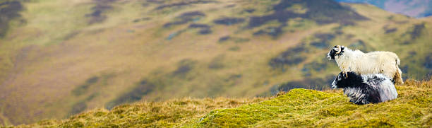 istock Woolly horned sheep on green mountain 91092643