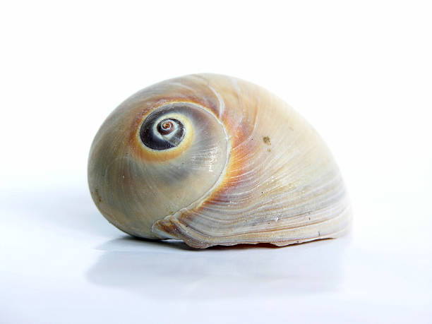 Shell stock photo