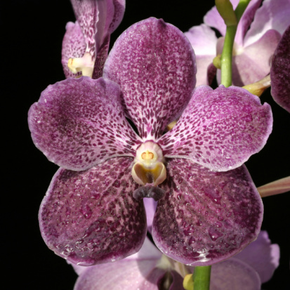 The natural texture of pink phalaenopsis orchids is close-up and copy space