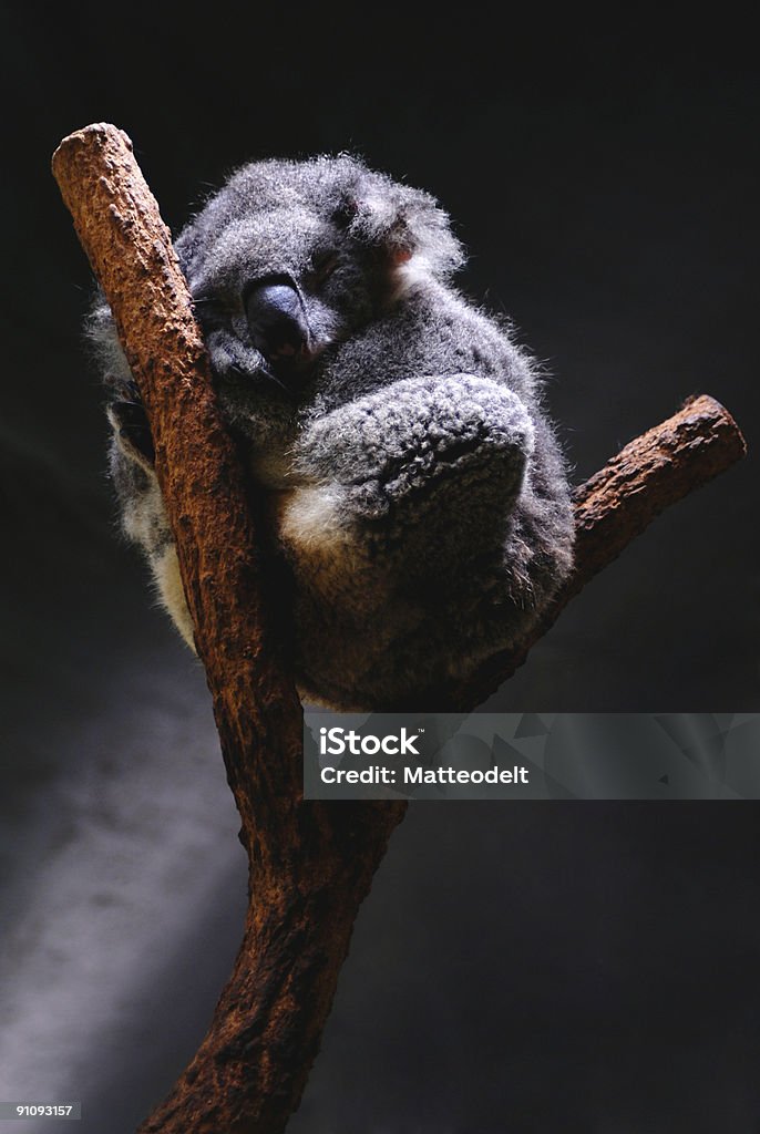 Śpiąca Koala - Zbiór zdjęć royalty-free (Australia)