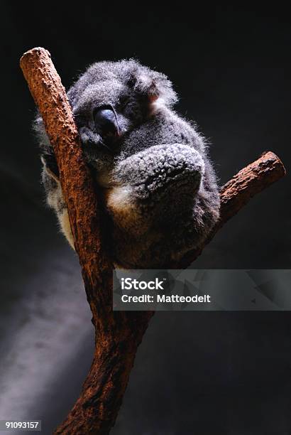 Śpiąca Koala - zdjęcia stockowe i więcej obrazów Australia - Australia, Australijski Outback, Bez ludzi