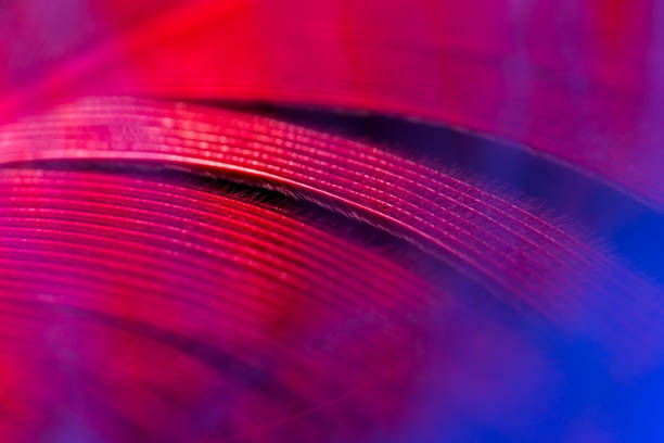 istock Blue and red feather as an abstract background 910931856
