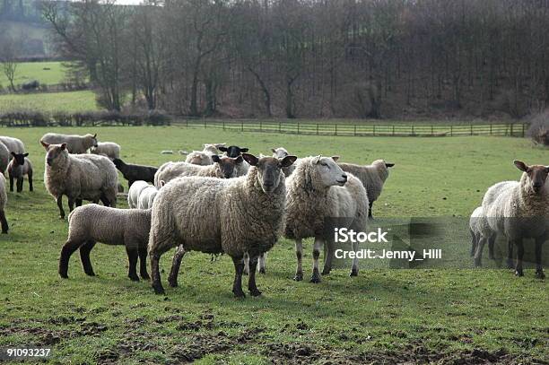 Ovejas En Campo Foto de stock y más banco de imágenes de Aire libre - Aire libre, Animal, Antropomórfico