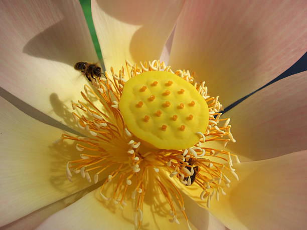 Bees collecting pollen from a Lotus Flower stock photo