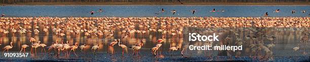 Foto de De Seis Milhões Derosa De Flamingos e mais fotos de stock de Voar - Voar, Flamingo, Lago Nakuru