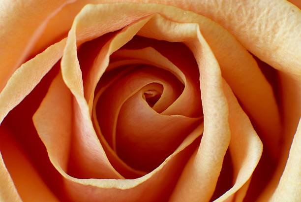 Pomarańczowy rose-makro – zdjęcie