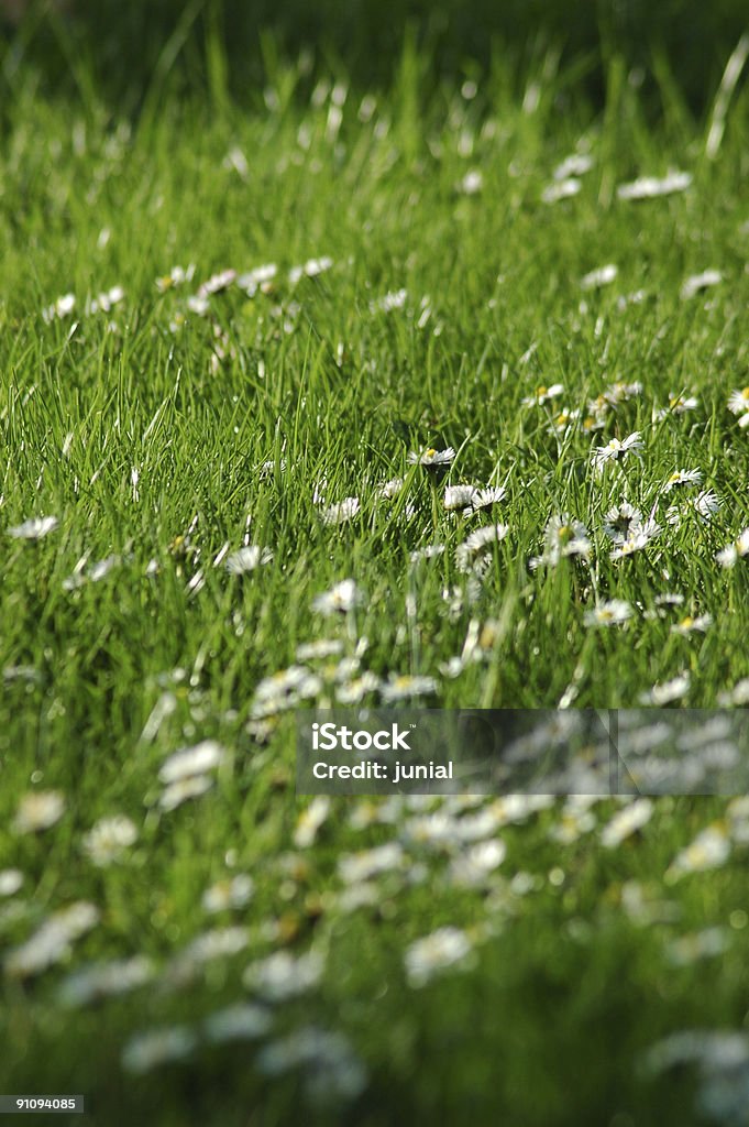 Lebhafte Frühling meadow - Lizenzfrei Arboretum Stock-Foto