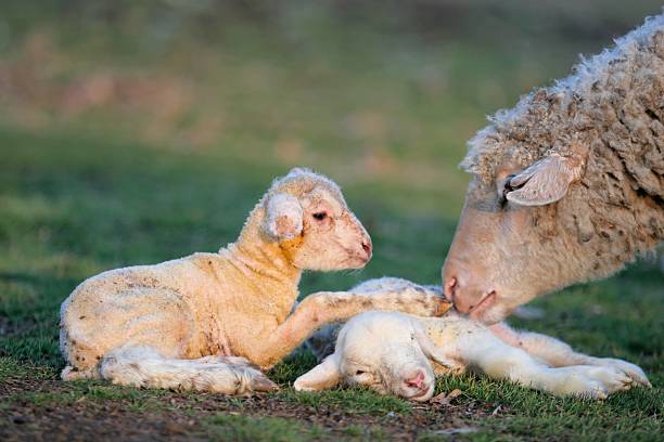 New born two little lambs with their mother. Easter. Romania stock photo