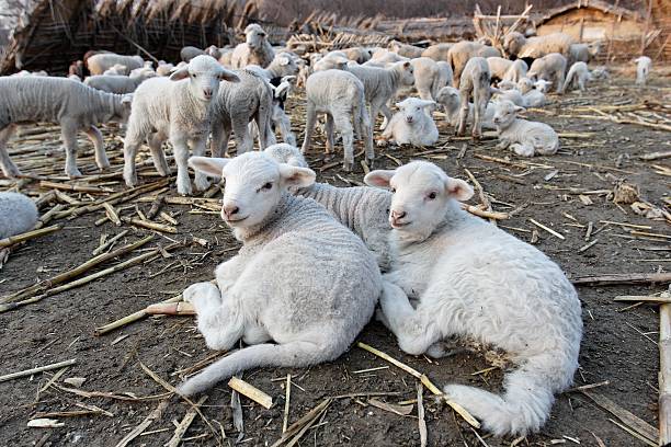 groupe d'agneau dans une ferme. roumanie - easter bonnets photos photos et images de collection