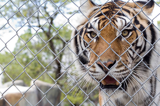 istock Bengal Tiger in Behind Fence 91094712