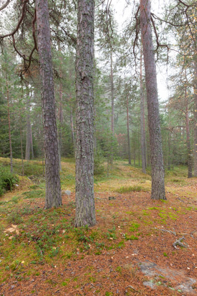 istock Forest at foggy day 910949688