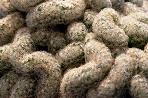 full frame natural background showing a wormy cactus closeup