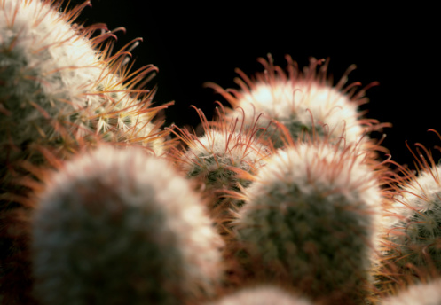 detail of a cactus with resddish barbs in black back