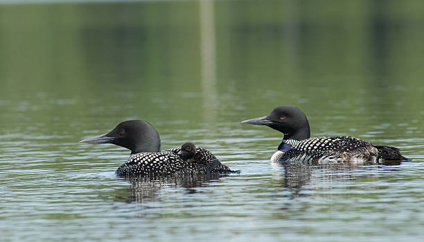 Common Loons and Offspring stock photo