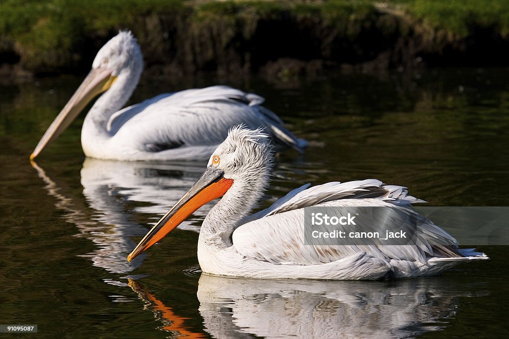Pelicans afloat  Animal Stock Photo