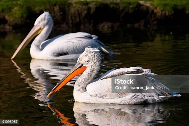 Pelicans Afloat Stock Photo - Download Image Now - Animal, Animal Themes, Animals In The Wild