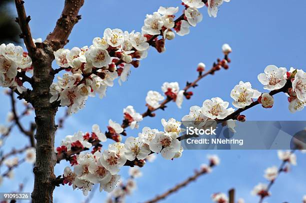 Абрикос Armeniaca Prunus Цветами — стоковые фотографии и другие картинки Абрикос - Абрикос, Без людей, Белый