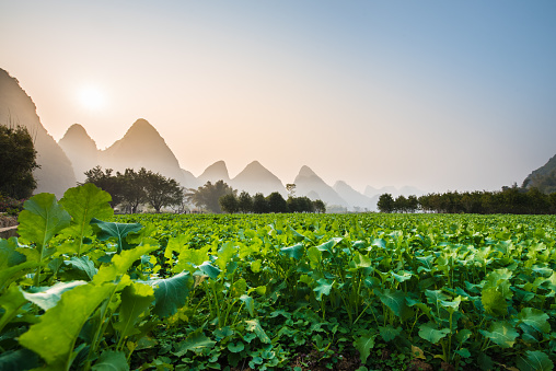 Planting of local vegetables; Landscape of Guilin; Li River.Yangshuo County; Guilin City; Province; China.