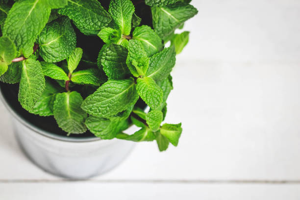 istock Fresh mint leaves close up portrait on white background 910954420