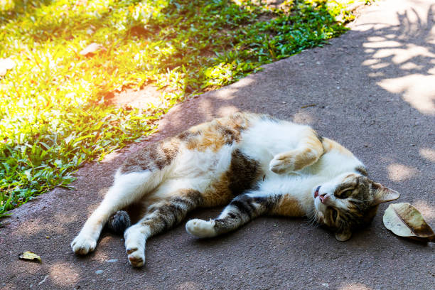 istock Beautiful thai cat on walkway 910957186