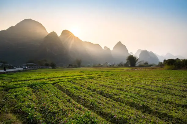 Planting of local vegetables,Landscape of Guilin, Li River.Yangshuo County, Guilin City,Province, China.