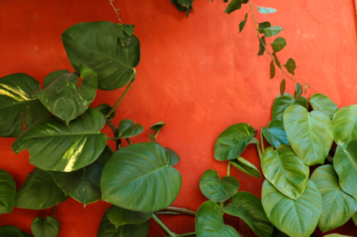 Vine plants climbing on a red wall...