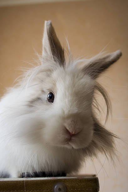 the royal lionhead's rabbit stock photo