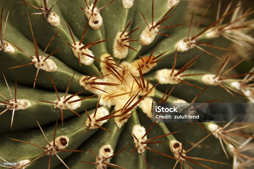 Cactus - Photo de Agression libre de droits
