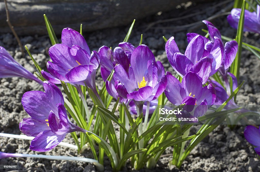 Violeta crocuses - Foto de stock de Abril libre de derechos