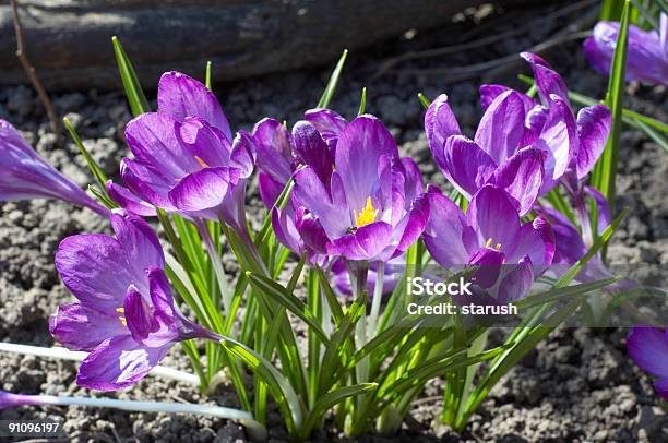 Violeta Crocuses Foto de stock y más banco de imágenes de Abril - Abril, Aire libre, Azafrán - Familia del Iris