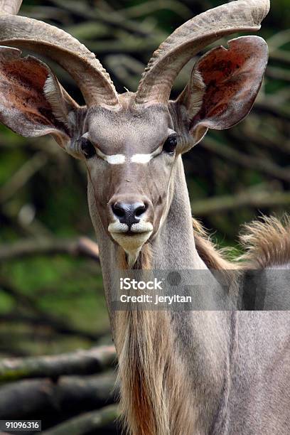 Wildlife Stockfoto und mehr Bilder von Antilope - Antilope, Blechblasinstrument, Farbbild
