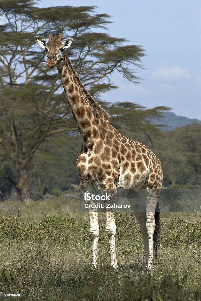 Einzelne afrikanische giraffe - Lizenzfrei Afrika Stock-Foto