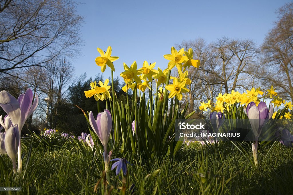 La primavera è la stagione in arrivo - Foto stock royalty-free di Croco