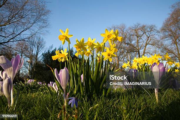 La Primavera È La Stagione In Arrivo - Fotografie stock e altre immagini di Croco - Croco, Tulipano, Aiuola