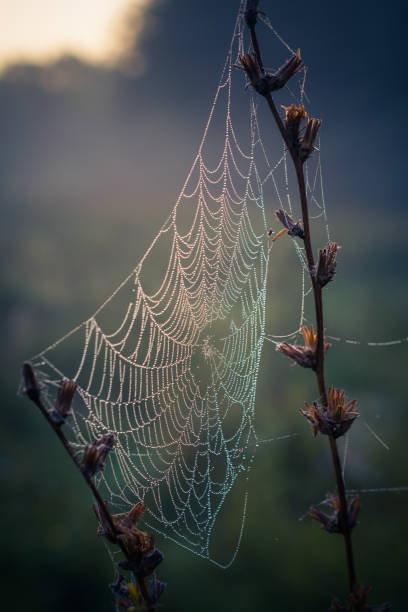 istock Autumn nature in dew and frost 910966798