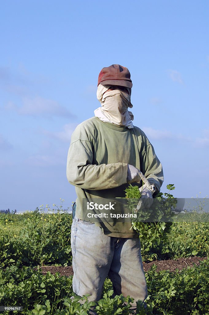 Landwirtschaftliche - Lizenzfrei Ernten Stock-Foto
