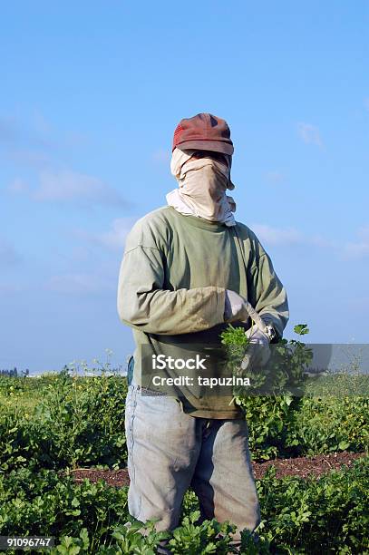 Landwirtschaftliche Stockfoto und mehr Bilder von Ernten - Ernten, Kardamom, Arbeiten