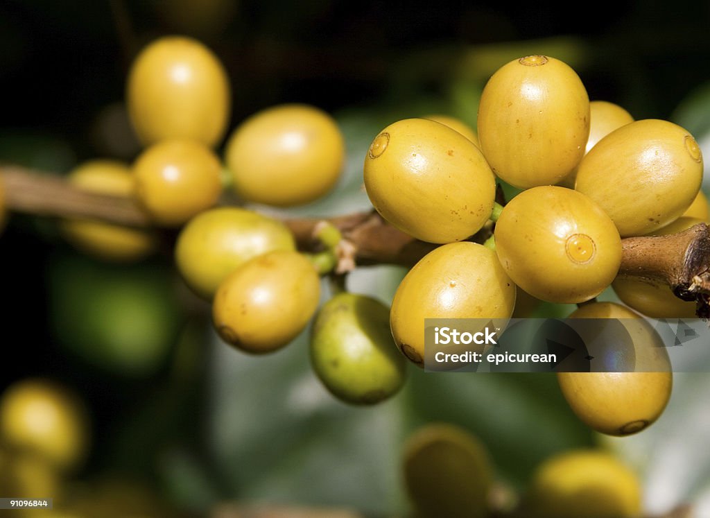 Кофе в виде ягод вишни - Стоковые фото Кофе - сельскохозяйственная культура роялти-фри