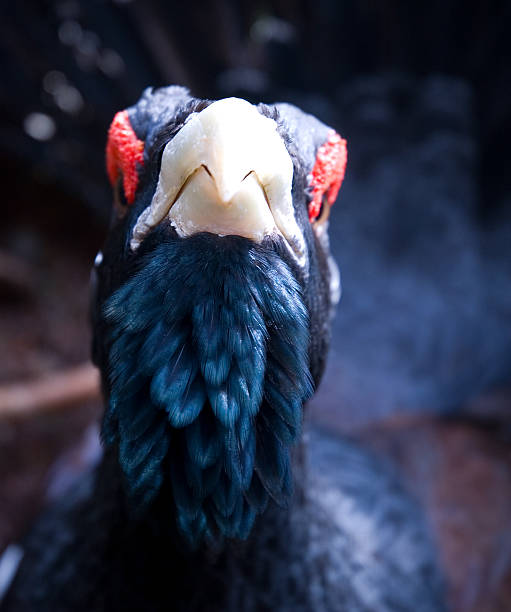 Capercaillie Series  capercaillie grouse stock pictures, royalty-free photos & images