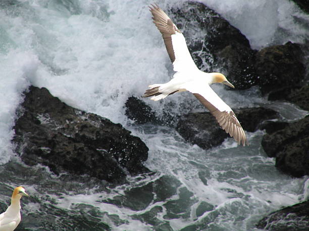 istock Gannet Colony in New Zealand 91097007