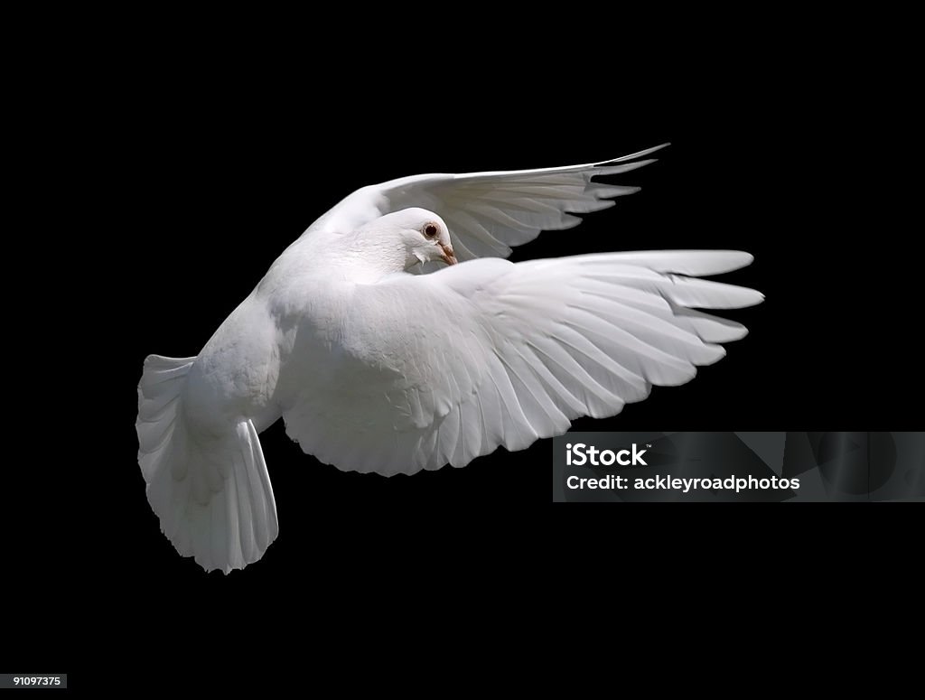 Colombe blanche de vol 10 - Photo de Colombe - Oiseau libre de droits