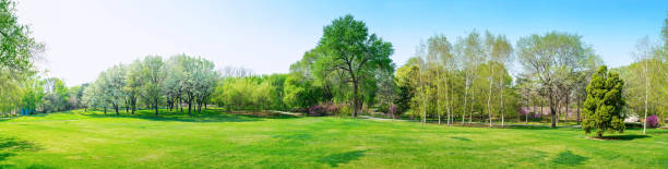 Park in early spring Park in early spring.Park in early spring. panorama park stock pictures, royalty-free photos & images