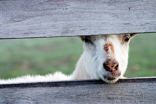 istock Goat at Wooden Fence 91097479