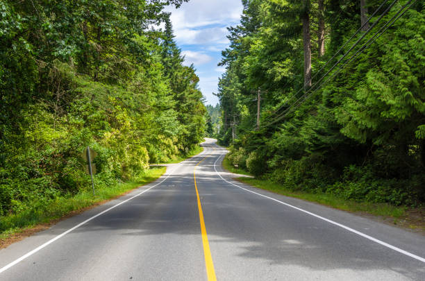 istock Deserted Winding Forest Road on a Sunny Day 910975346
