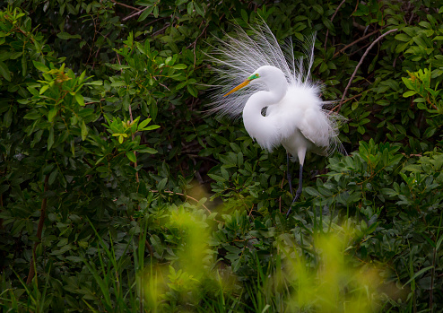 snowy egret displaying at her nest in a rookery in Florida