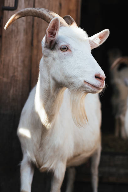 istock White goat on a background of a barn 910975744