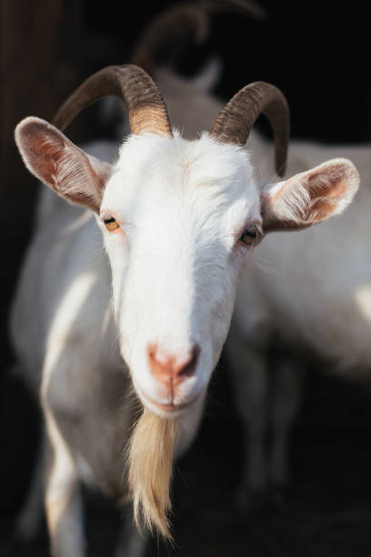 istock White goat on a background of other animals 910975948