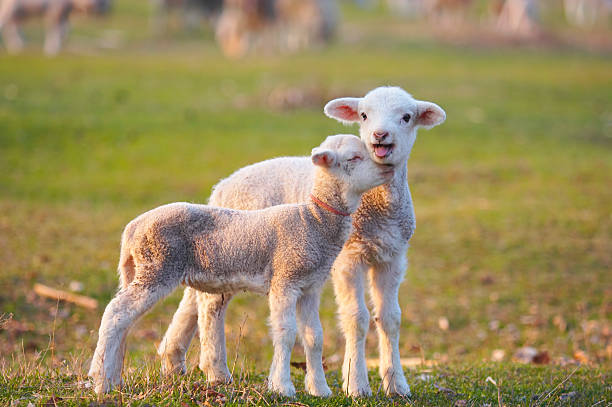 Moment of affection between two cute lambs. stock photo