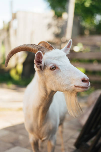 istock White goat on a background of the yard 910976802